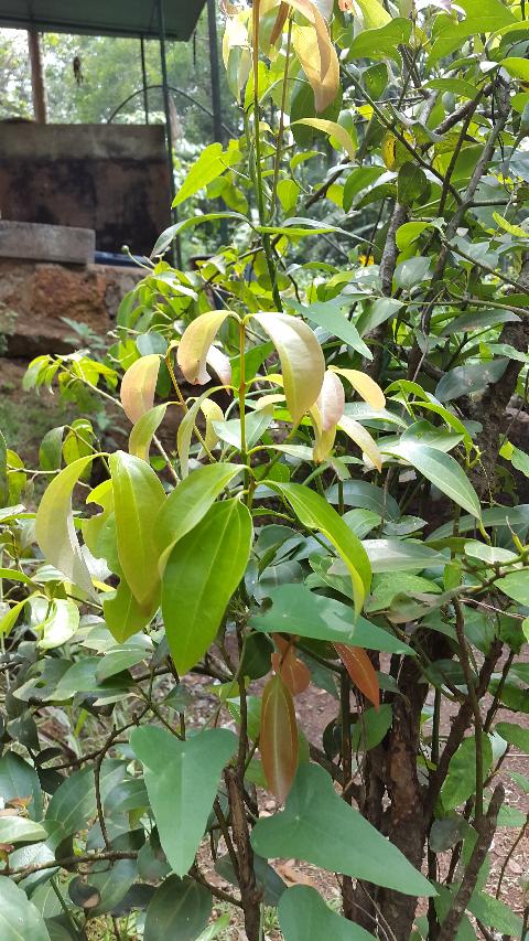 Sahakari Spice Farm - Download Goa Photos